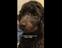 Dog on the bed watches Diablo IV