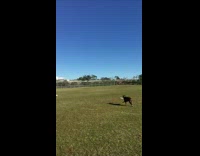 brown dog gets hit with frisbee instead of catching it 
