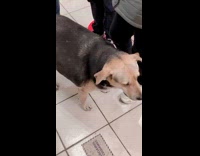 Fat dog in middle of party shaking 