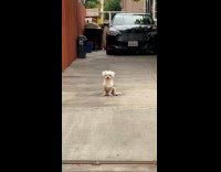 Collab Clips mpugc - Dog waits for owner to get home