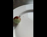 Fly Gets Stuck on Lollipop then Flies Away