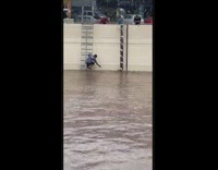 Man rescue pigeon swim in flood water