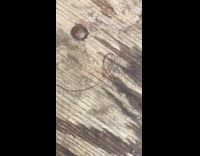 Hair thin worm on the table found