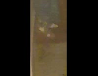 Guy calls cat loki runs away house