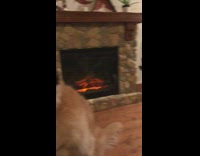 Collab Clips mpugc - Two loud husky dogs and one with ear muffs