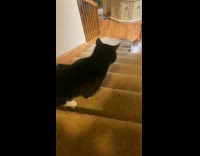 Cat mess around goes down the stairs