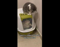 Collab BitchMP - White cat stuck in litter box