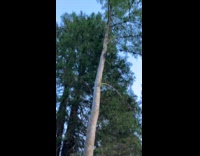 Man shows weird shaped tree on forest