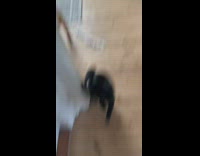 Black cat scared by fart 
