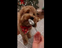 Collab Pets For All - Girl gives dog treat on metal spoon