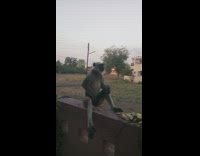 Monkey chimp sits on wall drops nut 