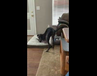 Long tall skinny dog does dog pose and barks at door