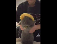 Grey rabbit yellow hat dancing 