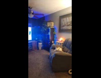 Cat sits on massage chair watching DDOI