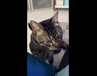 Collab PLC - Pet cat stands and touches the filmer