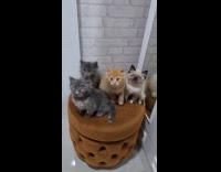 Kittens on brown chair look upward