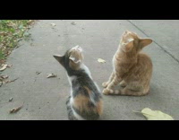 Two pet kitten licks and cleans each other