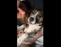 Dog awkwardly eating treat