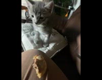 Kitten tries to steal cookie from hooman 