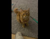 Cat Meows at Lady as she Calls it