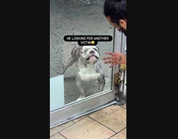 Aggressive dog outside of glass door