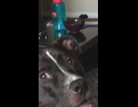 Happy black dog on couch smiling watching his owner in tye dye rainbow shirt get hair done at home
