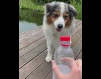 Collab Copyright Protection - dogig dog paw bottlecap