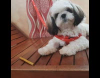 Collab DailyDoseOfInternet - Fluffy dog bark at stick wooden chair