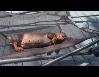 Dog lies down on the foldable bed hammock