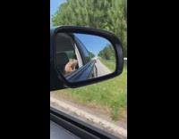 Prairie dog looks out car window drive