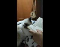 White cat plays with book while owner is reading 