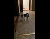 Kitten tries to fight owner