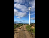 Dog spins tail windmill