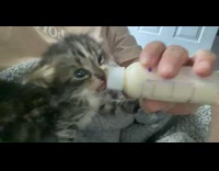Kitten drinks milk fed to it and then meows