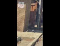 Collab BitchMP - Baby bunny rabbit fighting bird