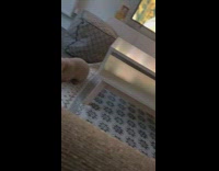 Brown bunny rabbit jumps hits phone girl