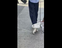 Little white dog shaved on top half