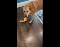 Brown dog play bite chicken plushy toy
