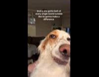 Woman holding dogs snout to prevent from barking