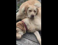Two big brown dog sleep listen song