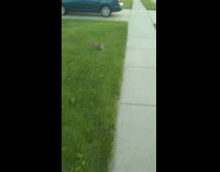 Wild bunny follows the squeaky sound of the bike