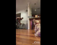 Dog supervises owner cleaning around crate
