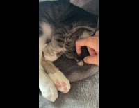 Lady Rubs Curled Up Asleep Cat Chin