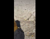 Collab BitchMP - Swarm of seagulls on beach trying to get chex mix