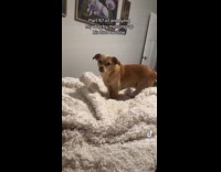 Collab Clips MPUGC - Woman annoys dog messing up fluffed blanket 