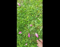 Collab DailyDoseOfIntenet - Brown white dog bites pink flower petal 