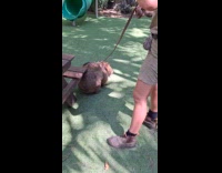 Collab Clips MPUGC - Wombat scratched back on edge of bench