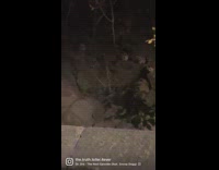 Several raccoons behind short wall stare at woman 