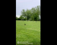 Dog chases geese in field