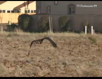 Collab scorpionmasters - Golden eagle hunting a rabbit knocks down dog chasing it